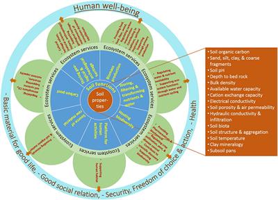 The role of soil ecosystem services in the circular bioeconomy